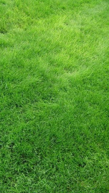 Closeup Green Grass Texture