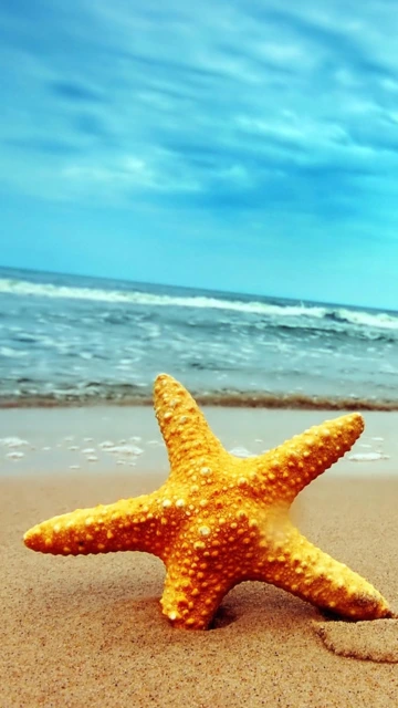 Orange Starfish on Sandy Beach