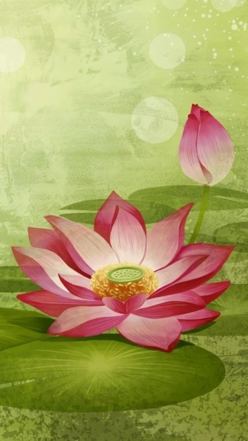 Pink Lotus Flower on Green Background
