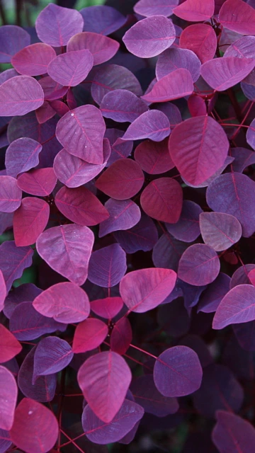 Purple and Red Leaves
