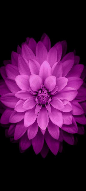 Purple dahlia flower
