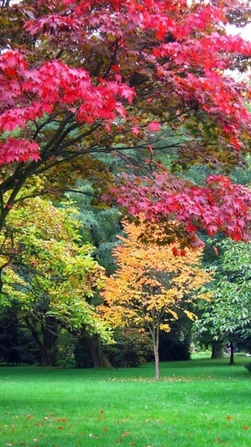 Red and Yellow Autumn Trees in Park