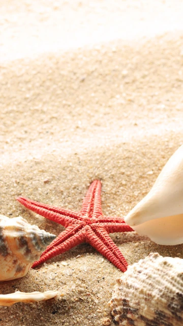 Red Starfish on Sand With Seashells