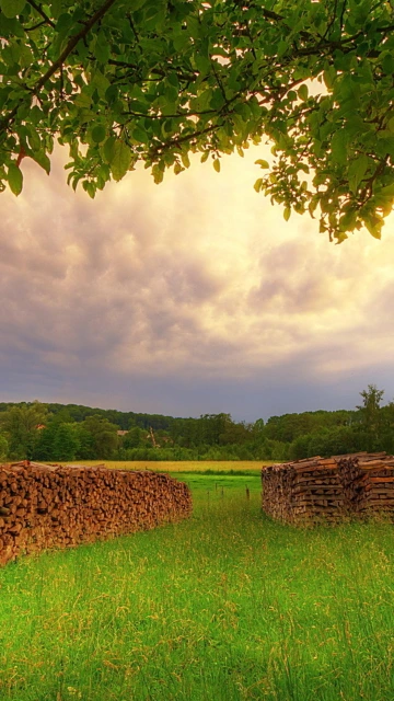 Stacked Firewood in Green Field