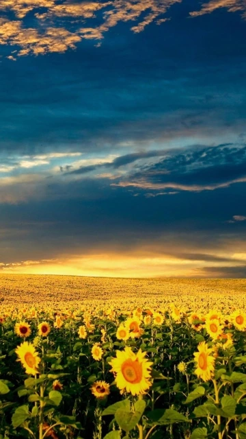 Sunflower Field Sunset Sky