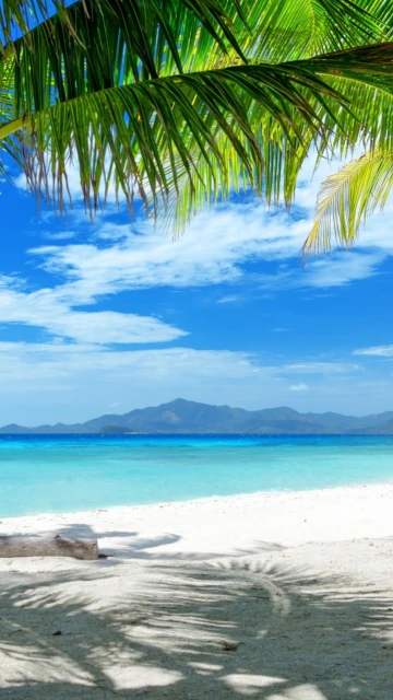 Tropical Beach With Palm Fronds