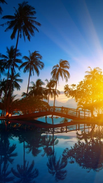 Tropical Bridge Palm Trees Sunset