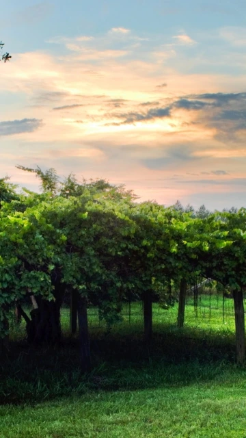 Vineyard Trellis Sunset Sky