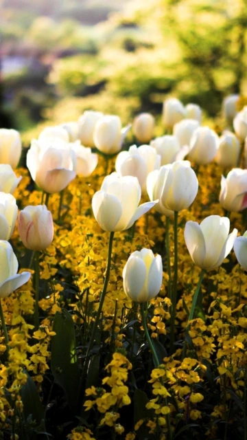 White Tulips Yellow Flowers Field