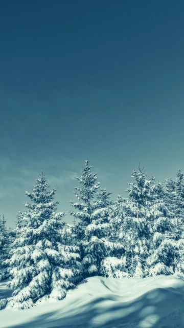 4K Trees Covered in Snow