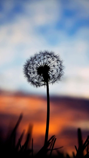 Dandelion Plants 4K