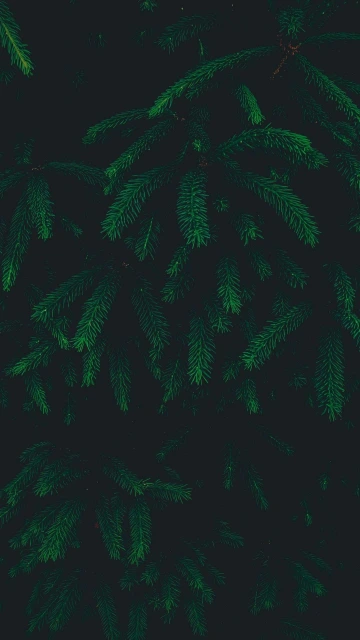 Natural Greenery Plants 4K