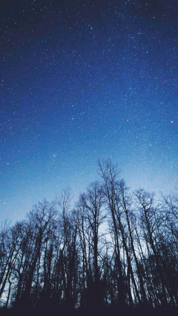 Night View Of Starry Sky & Trees 4K