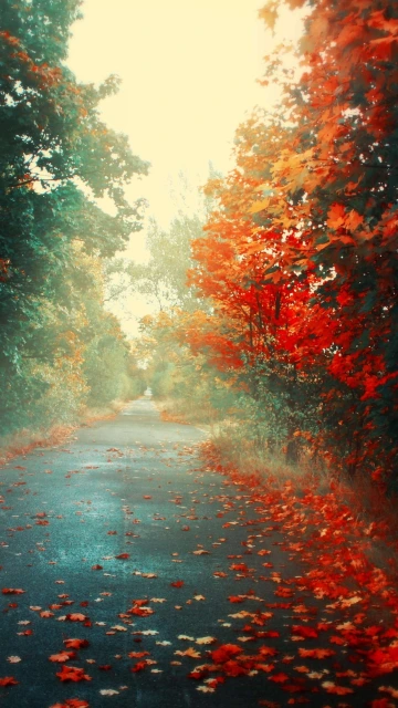 Orange Leaves 4K