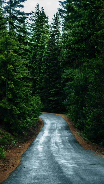 Road Between Greenery Trees 4K