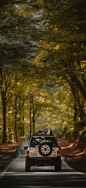 Jeep on Forest Road