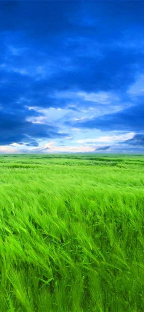 Green Field Under Blue Sky