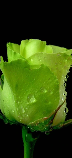 Green Rose With Water Droplets