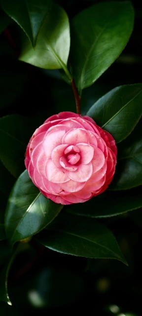 Pink Camellia Flower