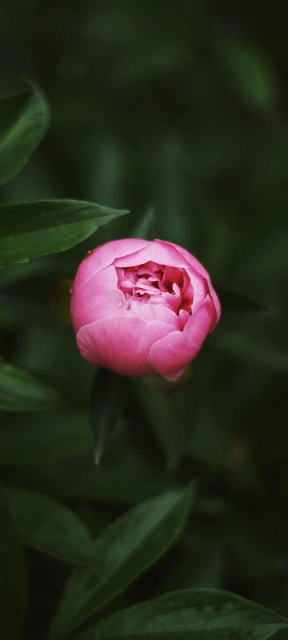 Pink Flower Bud