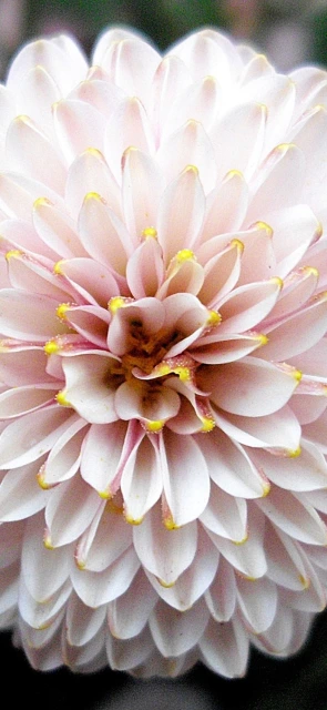 Pink Flower Closeup