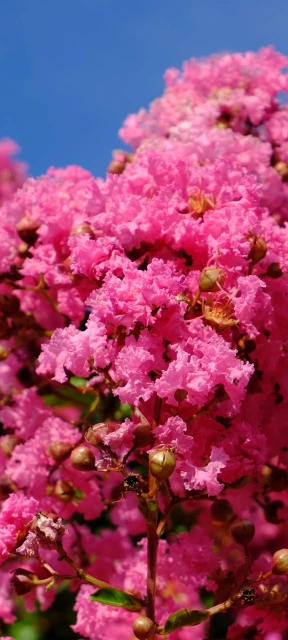 Pink Flower Cluster