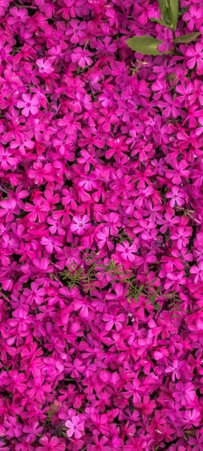 Pink Flower Field