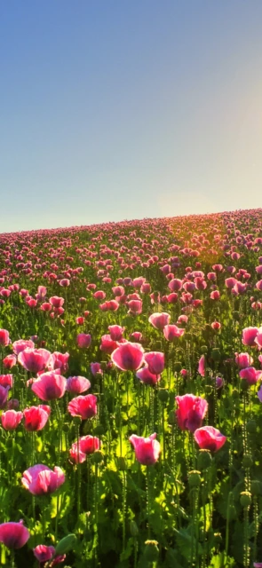 Pink Poppy Field Sunset