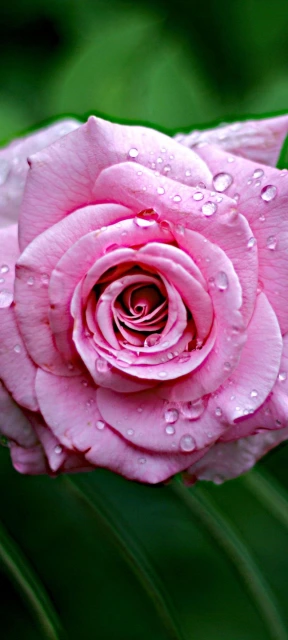 Pink Rose with Dew 2