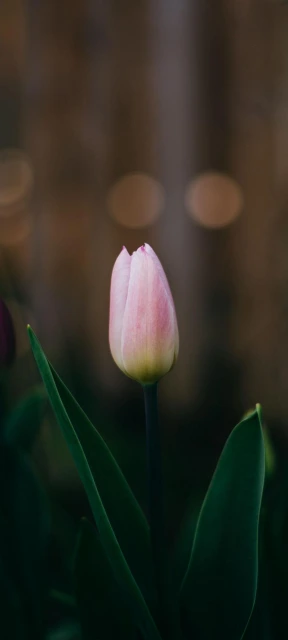 Pink Tulip Close Up 2