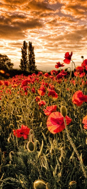 Poppy Field Sunset