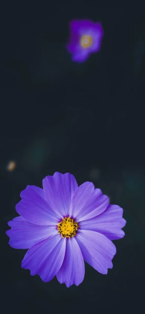 Purple Flower Close up 2