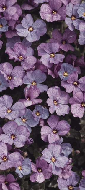 Purple Flower Cluster 5