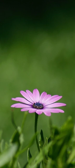 Purple Flower in Green Field