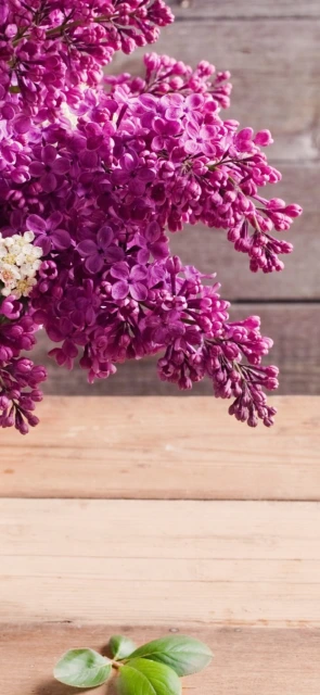 Purple Flowers on Wood