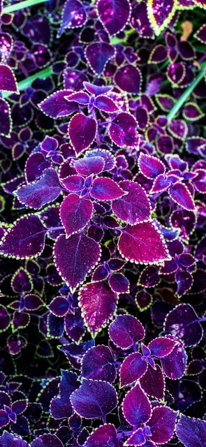 Purple Leaf Plant Pattern