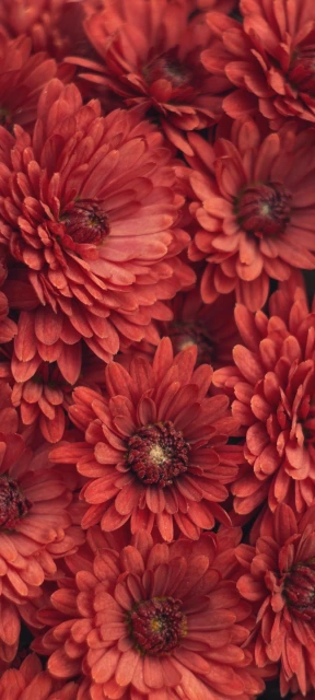 Red Flower Wallpaper