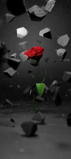 Red Rose Amid Broken Stones