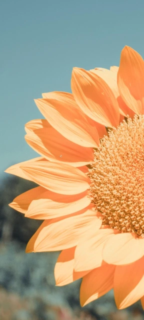 Sunflower Close Up 1