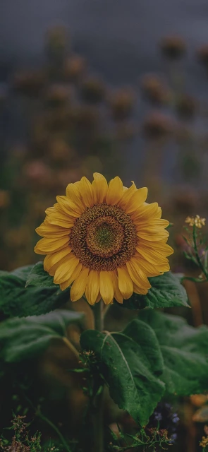 Sunflower Focus
