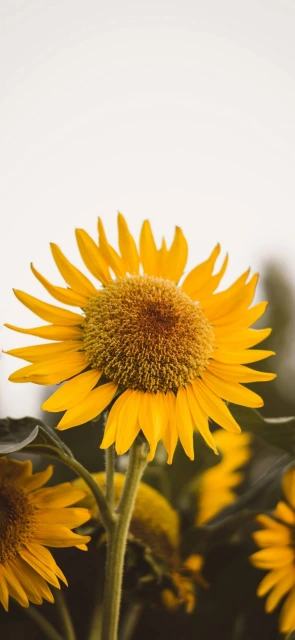 Sunflower in Field