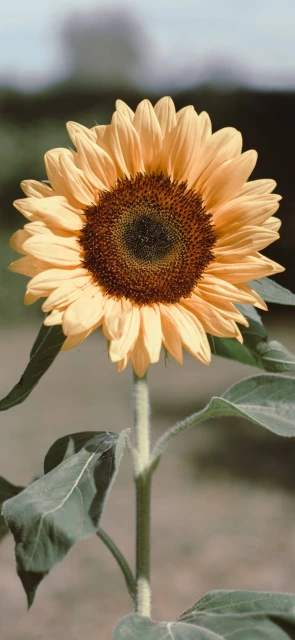 Sunflower Plant Closeup