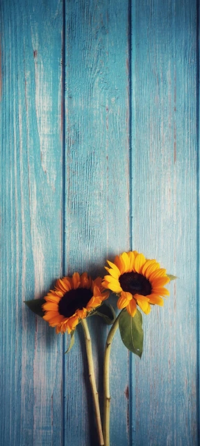 Sunflowers on Blue Wood