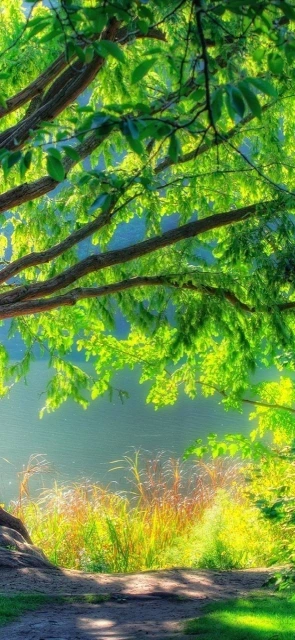 Sunlit Tree Branches Over Water
