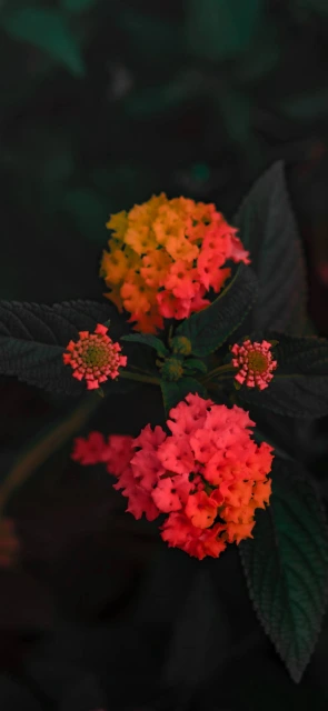 Vibrant Flower Cluster