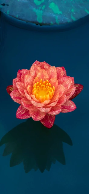 Water Lily Reflection