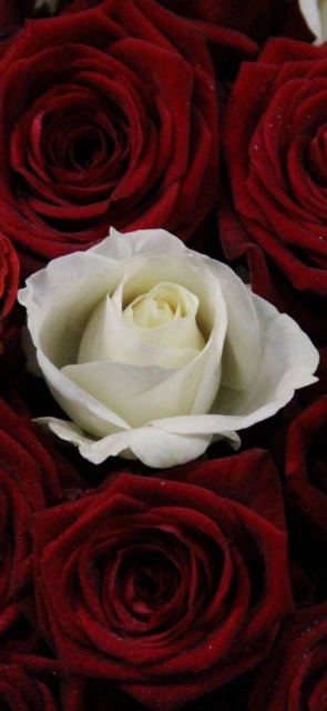 White Rose Among Red Roses