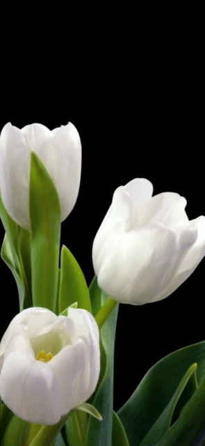 White Tulips on Black Background 1