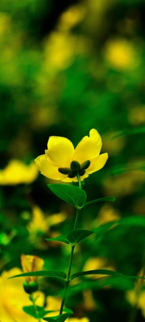 Yellow Flower Close up 1
