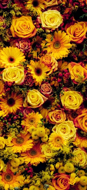 Yellow Flower Wallpaper 1